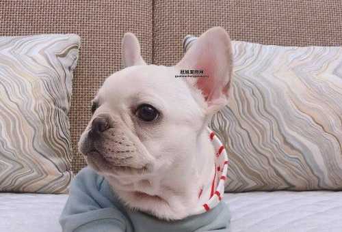 全面解析哈多利系博美犬：外形特点、养护要点与选购指南