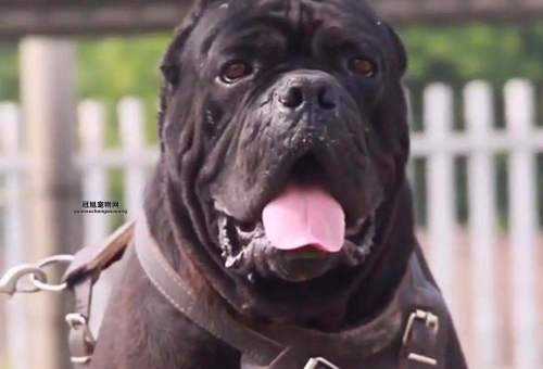 卡斯罗犬价格揭秘：从普通到纯种的详细报价分析