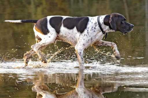 标准波音达猎犬介绍：古老猎犬的现代用途与训练技巧