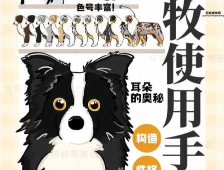 教你如何训练边境牧羊犬的社交与服从技能