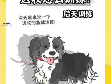教你如何训练边境牧羊犬的社交与服从技能