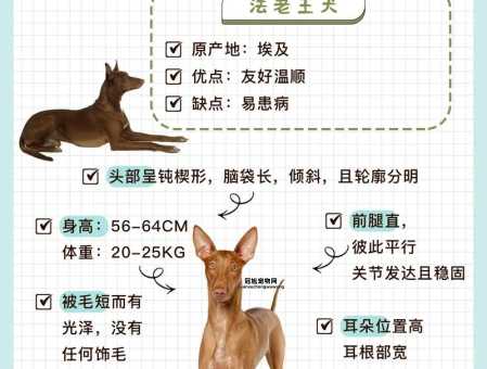 法老王猎犬的高贵血统与独特魅力，养狗人的理想选择
