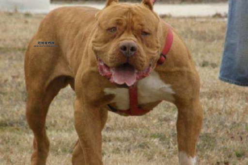 比特斗牛犬为何备受关注？深度解析其强大特质