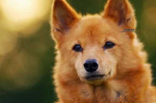 芬兰猎犬品种解析：忠诚友善的芬兰狐狸犬详解