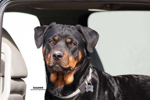 罗威纳犬特性详解：适合家庭守护的忠诚伴侣