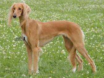 细犬VS萨路基：两种古老猎犬的显著差异解析