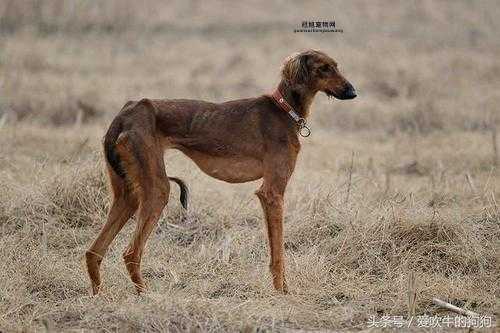 细犬VS萨路基：两种古老猎犬的显著差异解析