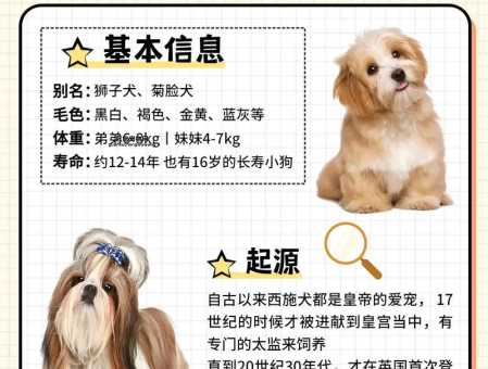 博洛尼亚犬：起源、特点与饲养指南