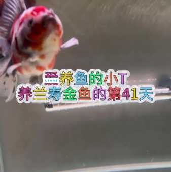 家养金鱼怎么养？从选鱼到养护一篇就够了