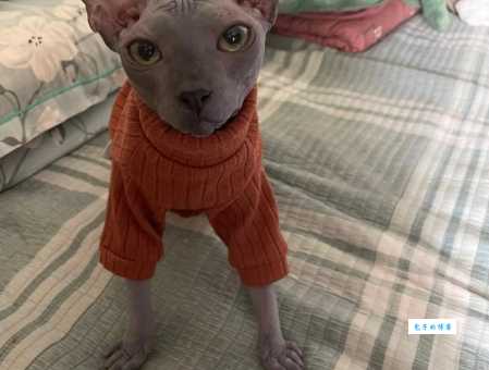 索马里猫性格怎么样？黏人吗？优缺点大揭秘