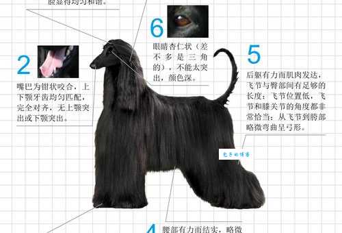 养一只阿富汗猎犬多少钱？除了购买还有这些开销！