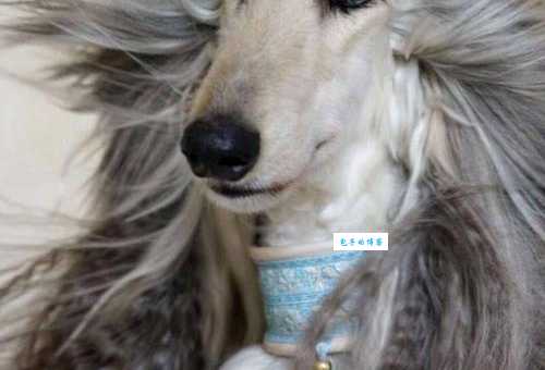 养一只阿富汗猎犬多少钱？除了购买还有这些开销！