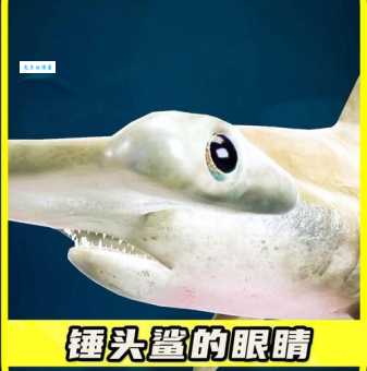 锤头鲨你了解多少？这种鲨鱼长相真奇特！