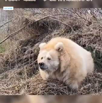 大白熊价格贵不贵？不同品相大白熊价格差异大！