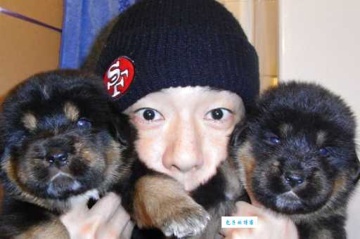 黄贯中藏獒“沙展”变身巨无霸，威风凛凛引爆网络话题
