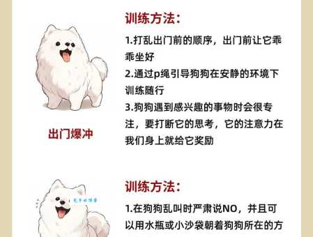 德牧训练：如何通过运动训练提升德牧的智力？