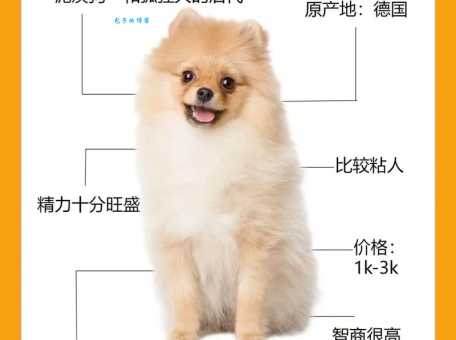 不同品相博美茶杯犬价格差多少？内行人告诉你