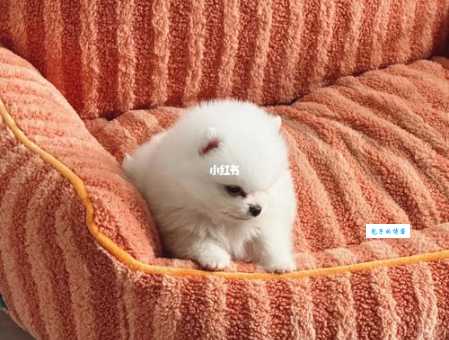 不同品相博美茶杯犬价格差多少？内行人告诉你
