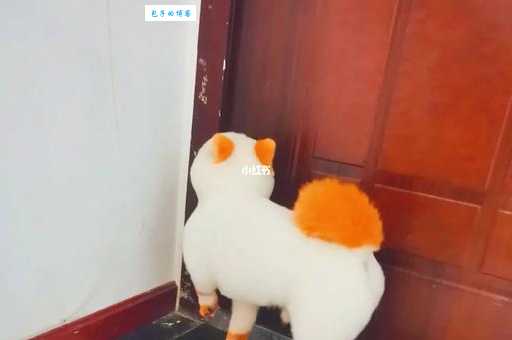 博美犬美容教程，手把手教你打造漂亮狗狗