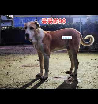 中亚牧羊犬价格多少？1500元能买到纯种的吗？