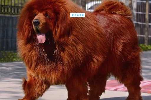 中国名獒之狮王：东方神犬的传奇与辉煌