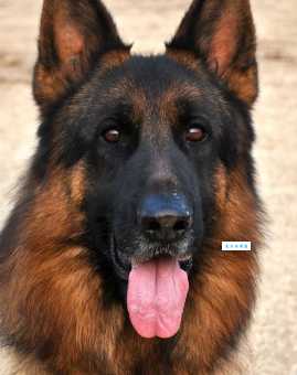 纯种德国牧羊犬寿命有多长？纯种德牧的饲养方法和技巧