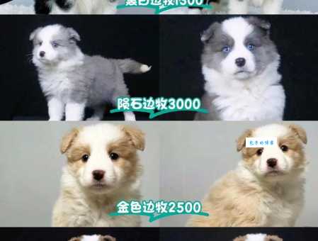 北京成都纯种边境牧羊犬价格对比，想买边牧的看过来！
