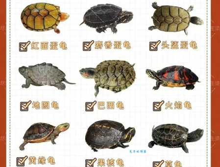 从入门到精通：观赏龟的饲养与鉴赏技巧全解析
