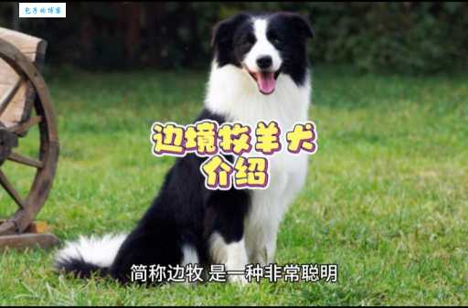 边境牧羊犬为什么这么火？五大理由让你心动！