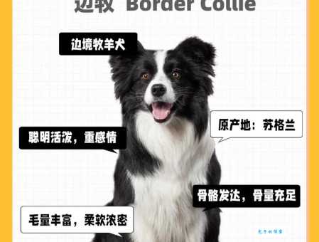 边牧犬价格大揭秘，告诉你边牧犬多少钱一只！