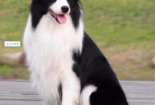 边牧犬价格大揭秘，告诉你边牧犬多少钱一只！