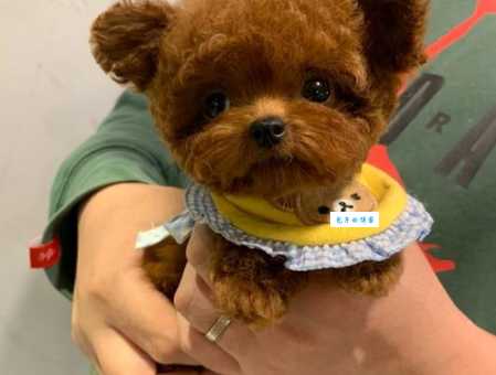 2024年最新茶杯泰迪犬价格行情，想买的看过来！