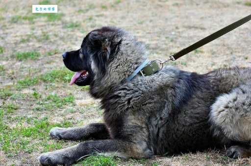 中亚牧羊犬厉害吗？能打过藏獒和高加索犬吗？