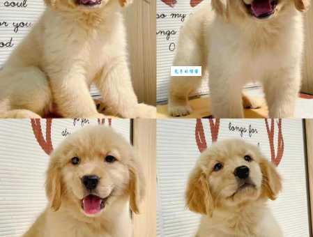 金毛幼犬多少钱一只？纯种和非纯种价格差多少？