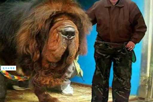 中国第一獒身价3000万，父母竟是千万级名獒！