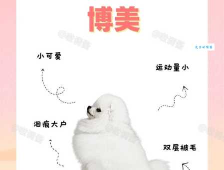 英系博美犬价格贵吗？不同品相价格差异有多大？