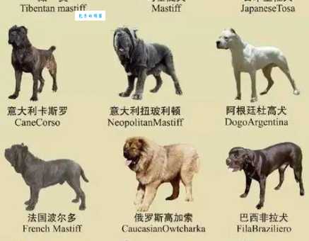 2024罗威纳犬最新价格，教你如何挑选不被坑！