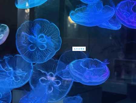 海月水母多少钱一只？不同品相价格差异大！
