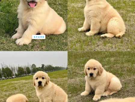 纯种金毛犬价格大揭秘，一只纯种金毛多少钱？