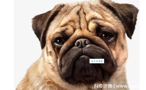 沙皮狗多少钱一只？纯种幼犬价格大揭秘！