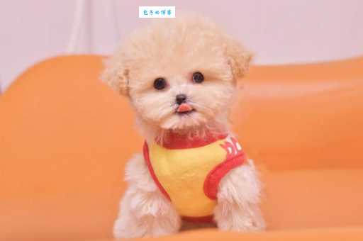 揭秘茶杯贵宾犬，娇小可爱的高级宠物犬！