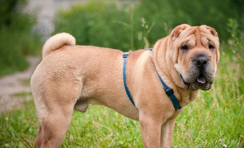 黑熊犬战斗力爆表？能和藏獒一较高下吗？真相在这里！