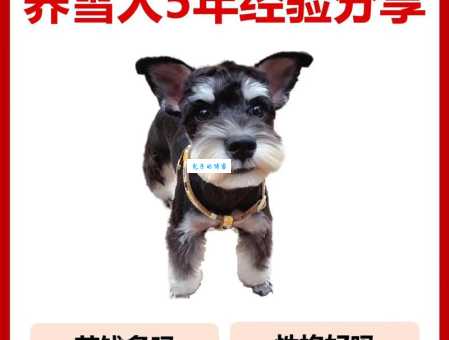 雪纳瑞好养吗？体格强健性格温顺，适合家养！
