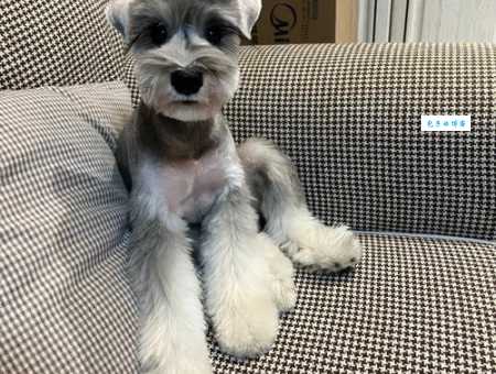 雪纳瑞好养吗？体格强健性格温顺，适合家养！