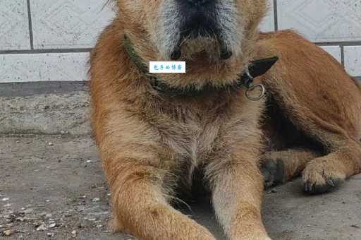 中华田园犬花母狗：那些年我们一起追的狗