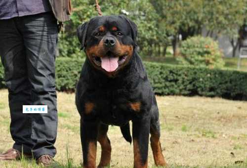 洛威犬和罗威纳犬一样吗？带你揭秘名字背后的故事