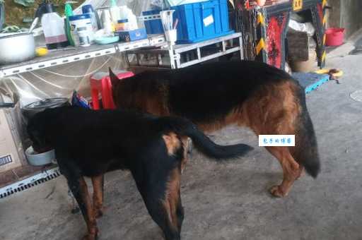 罗威纳犬和德牧哪个好？过来人告诉你，养之前要考虑清楚！