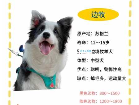 西安边境牧羊犬的价格多少钱一只？犬舍直销980元起！