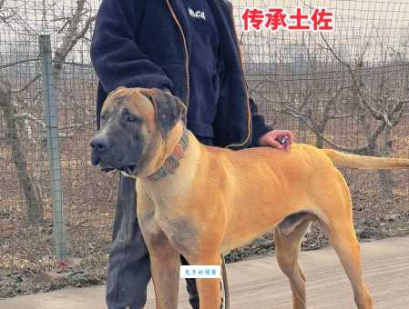 土佐犬真的是“人造凶器”吗？新手养它真的会后悔吗？
