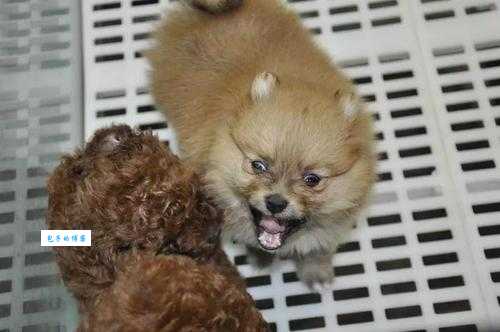 英系博美犬多少钱一只？告诉你英系博美犬真实价格